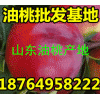 供应去哪里批发油桃 山东油桃大量上市 今日大棚油桃报价