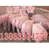 山东猪场出售30斤小猪苗品质优良13863394777