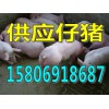 仔猪批发15806918687山东仔猪养殖价格行情