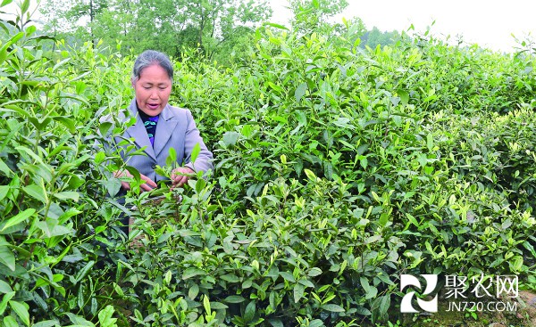2009年,余庆县茶叶办从外省购进了一批绿茶树苗,发放给花山苗族