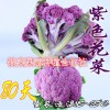 紫花菜种子