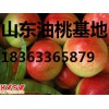 山东西瓜批发价格。山东西瓜今日价格，山东西瓜批发市场