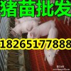 【今年山东优质三元苗猪仔猪市场价格】