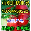 １８７６４９５８２２２西瓜/山东苹果/甜瓜/油桃产地价格