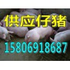 仔猪供应价格15806918687