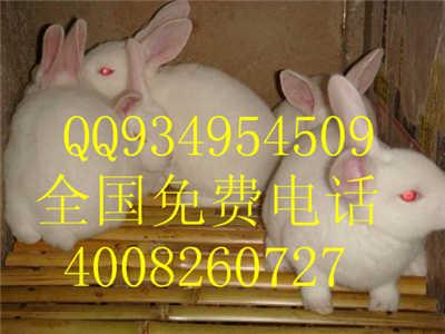 浙江野兔獭兔长毛兔豚鼠养殖公司