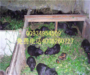 中华黑白色彩色豚鼠种苗养殖基地回收商品豚鼠