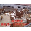 肉牛犊价格肉牛犊多少钱一头