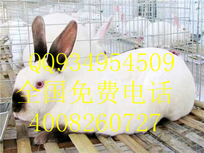 华东地区野兔豚鼠养殖基地