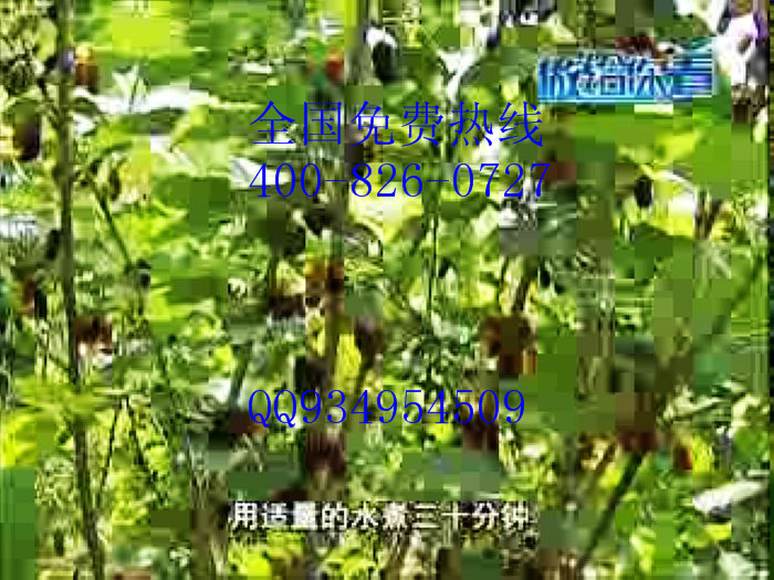 大量供应大10果桑苗