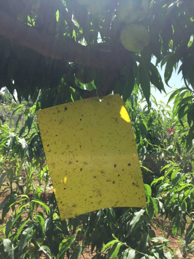 厂家销售粘虫板 蓝板 草莓专用粘虫板 生态农业专用粘虫板