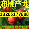 【精品油桃】今年山东精品油桃最新价格