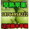 供应藤木辽伏苹果产地价格，山东早熟苹果大量上市
