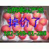 【１８２５４９８１２８８】山东藤木/疗伏苹果产地山东苹果价格
