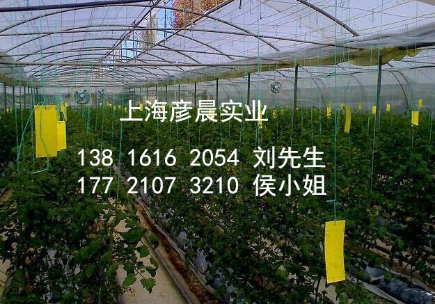 上海彦晨耐高温80度 超强粘力粘虫板