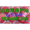 【18254981288】山东藤木苹果价格/山东疗伏苹果产地