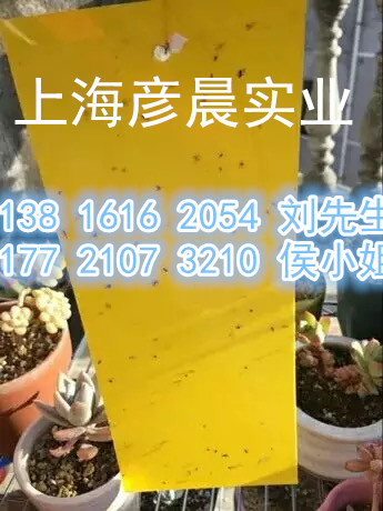 双面 电脑涂胶 表面覆离型纸 粘虫板 配铁丝20*25