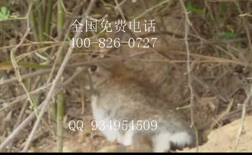 养兔技术视频中国养兔技术网