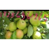 山东苹果哪里好