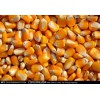 大量求购玉米、高粱、糯米、碎米、大米、小麦、大豆
