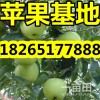【山东苹果产地 藤木辽伏苹果市场价格】