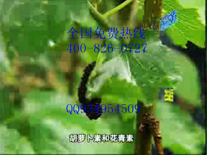 果桑苗种植基地联系地址电话