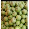 山东沂水苹果种植基地