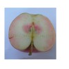 烟台矮化苹果苗价格|家家苗木供|矮化苹果树苗服务