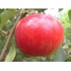 新品种苹果树苗图片|山东省平邑县家家苗木|新品种苹果树苗供应