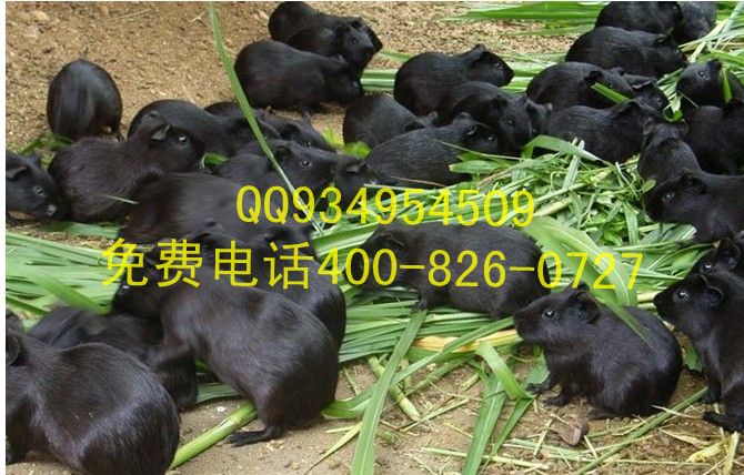 CCTV7中华黑豚的养殖资料