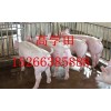 山东10~60公斤优良品种仔猪供应