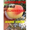 山东苹果种植基地 山东苹果 苹果批发 苹果价格 红富士苹果