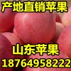 １８７６４９５８２２２嘎啦美八苹果产地/山东毛桃/梨上市价格