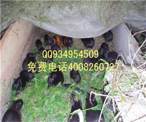 中华黑豚鼠养殖场设计图种苗供应