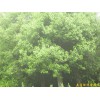 江苏南京香樟等多种绿化苗木