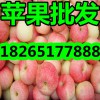 山东最近嘎拉/美八苹果多钱一斤