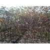 供应雪松，朴树，榉树，乌桕，栾树，香樟，石楠