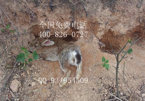 种植牧草养殖杂交野兔子生态绿色食品