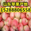 【嘎拉/美八苹果】山东优质嘎拉苹果批发价格