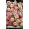美八苹果，嘎啦苹果，红露苹果今年价格趋势
