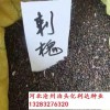 刺槐种子价格什么时候播种-河北批零