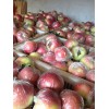 山东省大量美八苹果今日价格