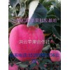 红星苹果价格-2016年红星苹果80价格