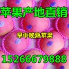 山东美八红露苹果产地直销
