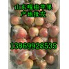 山东省今日优质嘎啦苹果价格
