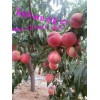 早熟桃树新品种,最早熟桃,河南美图果树苗木基地