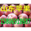 山东苹果价格15806918687