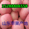 【最近山东优质红将军苹果价格】