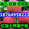 今日苹果市场批发行情   山东红星红将军苹果产地价格