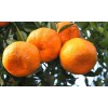 湖南柑橘苗种植技术，湖南柑橘苗管理，湖南柑橘苗规格